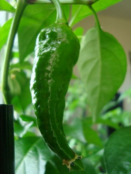 chilli 007 003