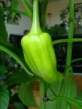 chilli 007 004