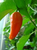 chilli 007 005