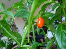 chilli 007 006