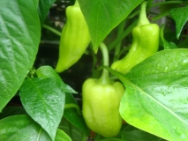 chilli 007 008