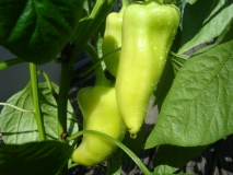 chilli 007 011