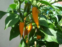 chilli 007 013