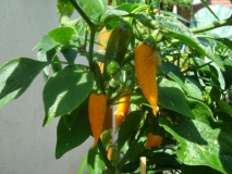 chilli 007 014