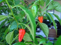 chilli 007 015