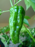 chilli 007 019