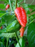 chilli 007 018