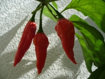 Naga Morich (Capsicum Chinense)