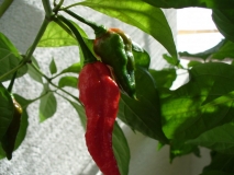 Naga Morich (Capsicum Chinense)