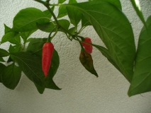 Naga Morich (Capsicum Chinense)