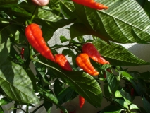 Naga Morich (Capsicum Chinense)