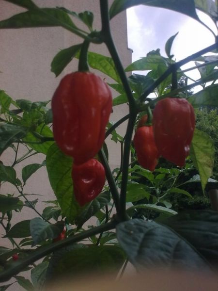 Habanero Red