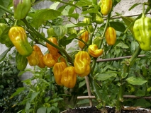 HABANERO ŽL.