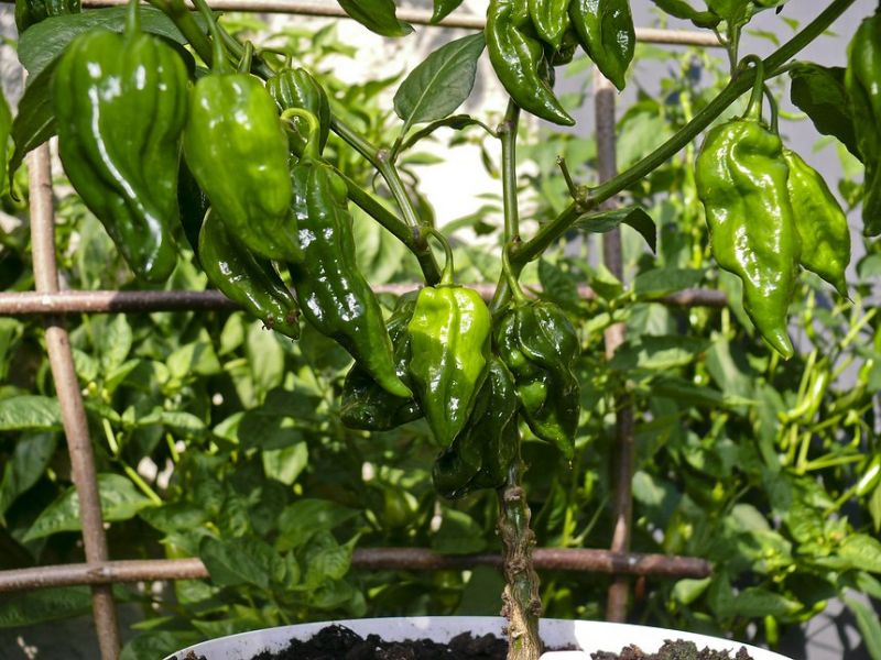 FATALLI 2