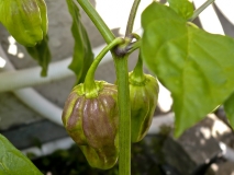 HABANERO V PŘECHODU