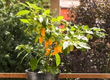 Habanero yellow