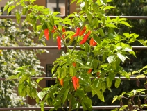 Bhut Jolokia