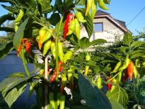 Bhut Jolokia White 3