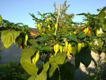 Bhut Jolokia White 1