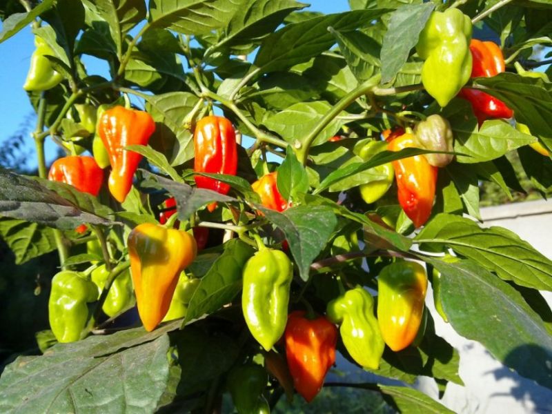 Bhut Jolokia Purple 2
