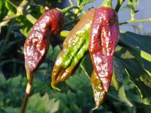 Bhut Jolokia Chocolate 3