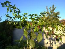 Bhut Jolokia Chocolate 1