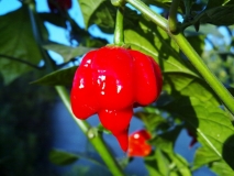 Trinidad Scorpion Butch-T 3