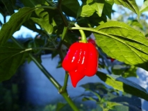 Trinidad Scorpion Butch-T 2