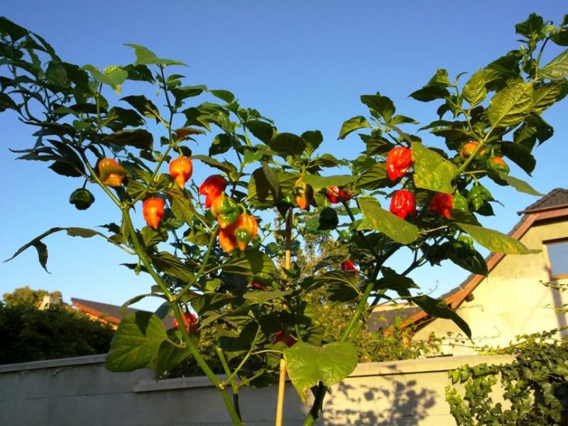 Trinidad Scorpion Butch-T 1