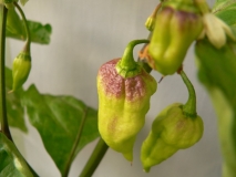 naga morich