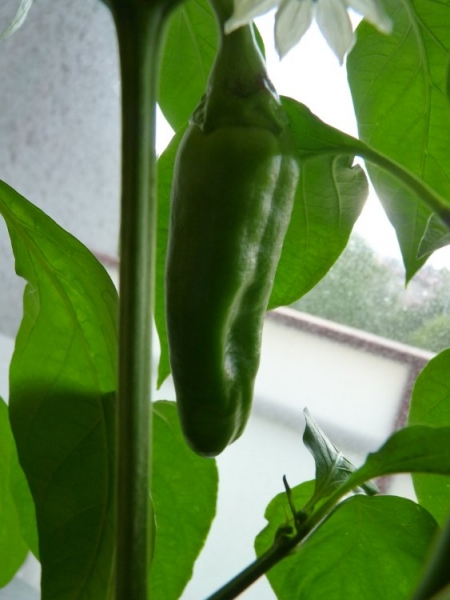 Jalapeňo 1