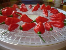 Naga Morich - (Capsicum chinense)