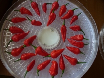 Naga Morich - (Capsicum chinense)