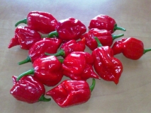 Dnešní sklizeň - Trinidad Scorpion Butch-T