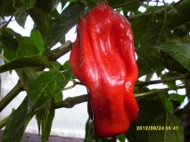 nejkrásnější red peter pepper2012