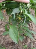 Chilli 2012