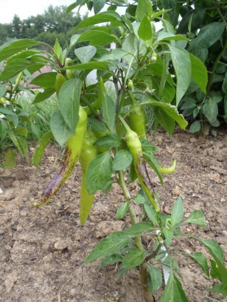 Chilli 2012