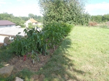 Chilli 2012