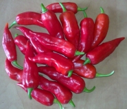 Bhut Jolokia White