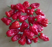 Bhut Jolokia Purple