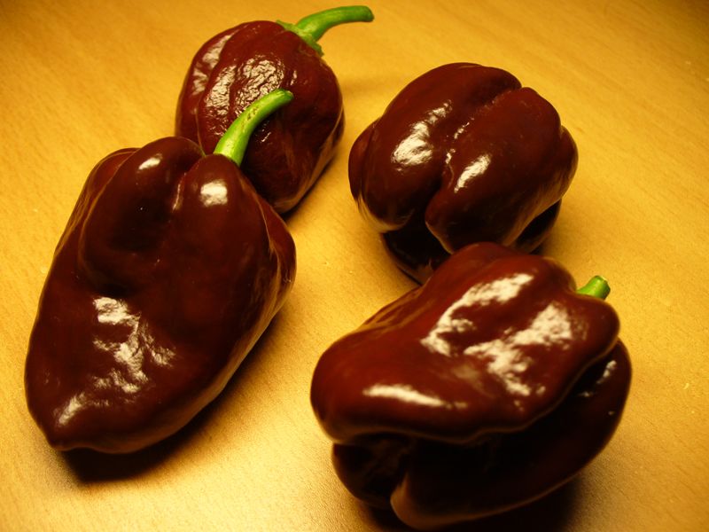 Congo Black (Capsicum chinense)