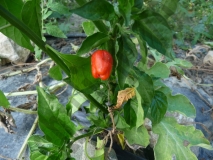 Habanero Baby Red