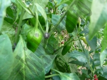 Jalapeno NuMex Jalmundo