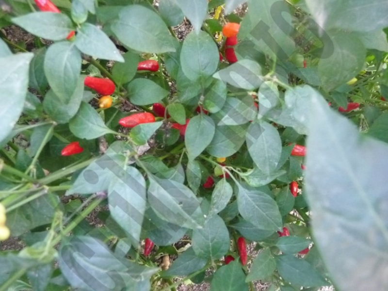 Pequin